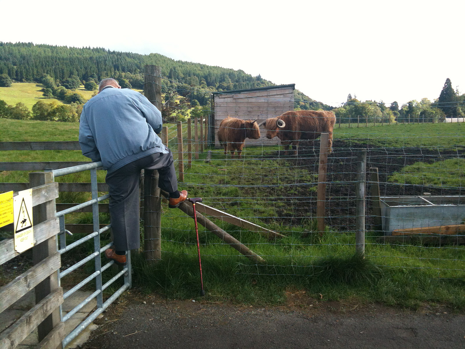 A man climbing on a gate and fence to photograph two highland cows  at Trossachs Wollen Mill, Kilmahog near Callander in Perthshire, Scotland